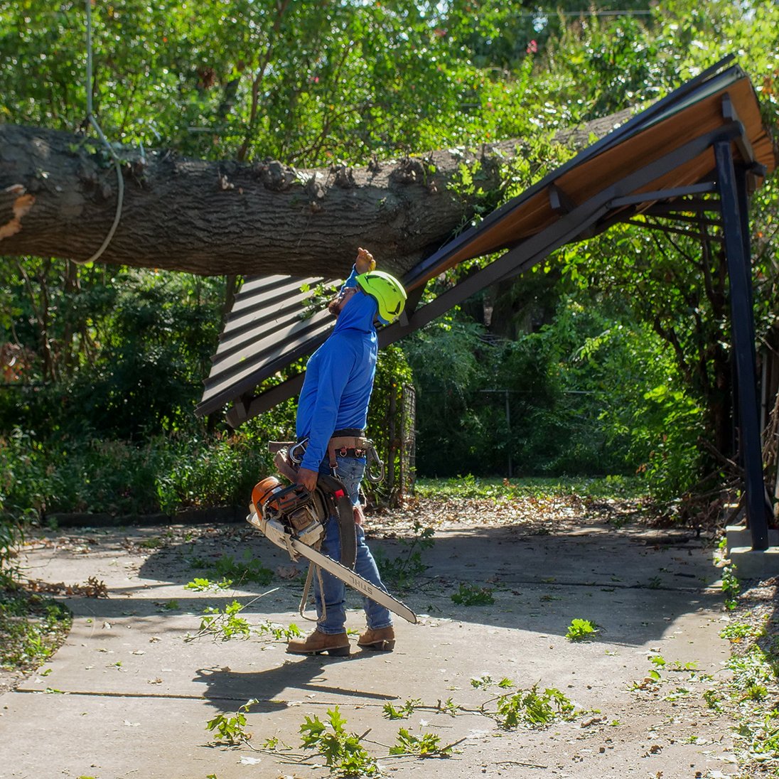 Emergency-tree-work-Red-Oak-Raul-looking-at-broken-tree