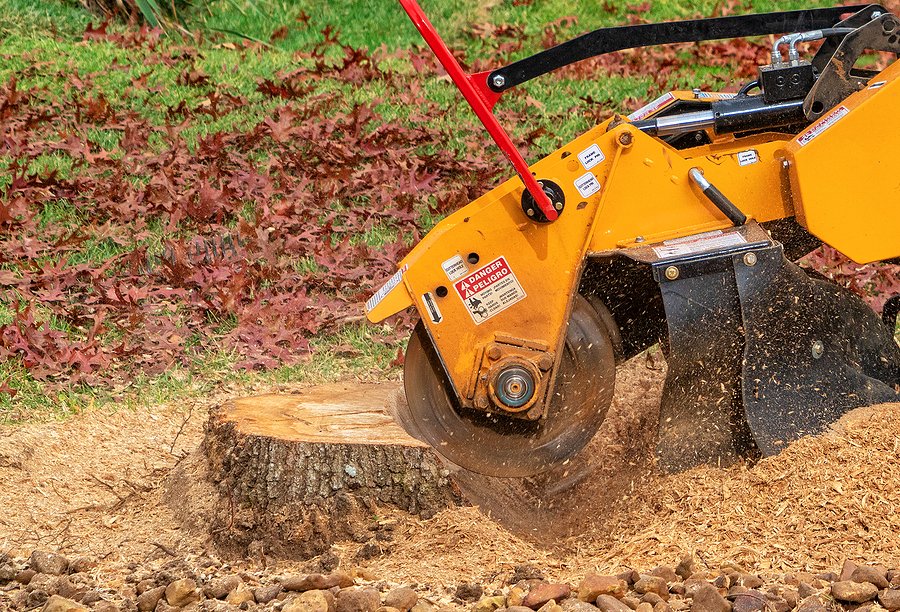 Stump Grinding A Tree Trunk – Close Up
